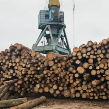 Ёлки-палки: Кто крышует контрабанду леса в Придунавье