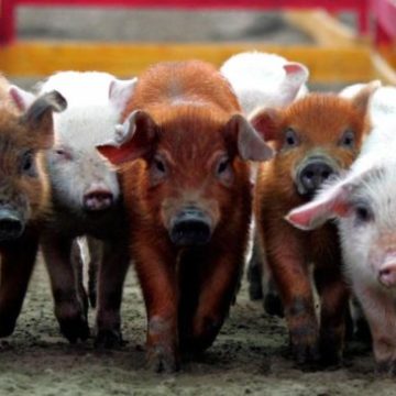 Ученые готовы к первой в истории пересадке свиной кожи человеку