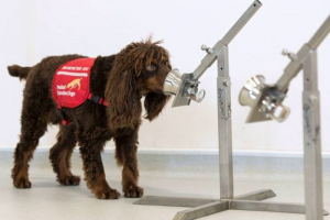 ​Ученые Британии учат собак-ищеек “видеть” коронавирус SARS-CoV-2: детали исследования